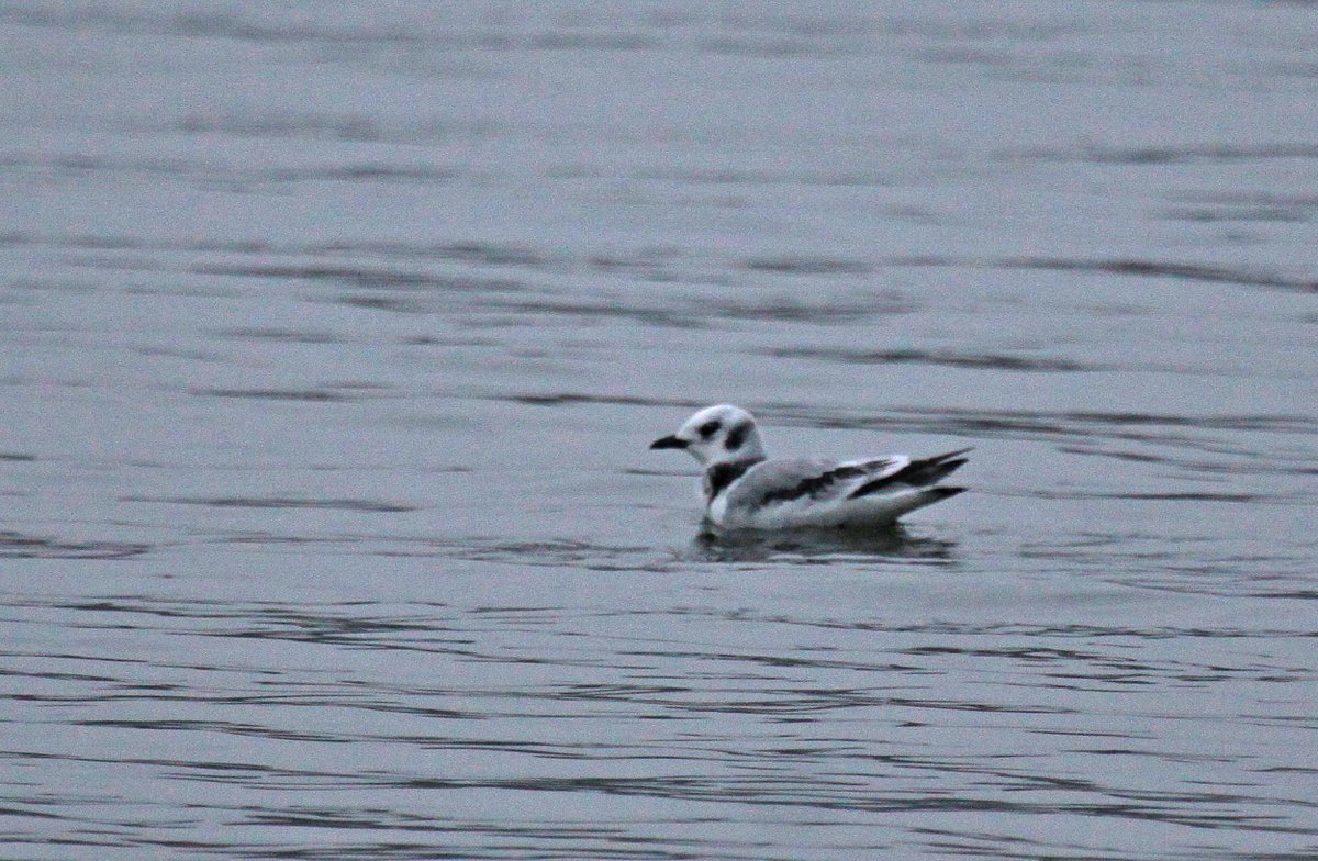 Pikkukajava © Erkki Kallio